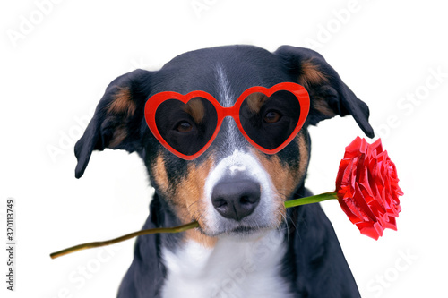 valentines dog in love with rose in mouth photo