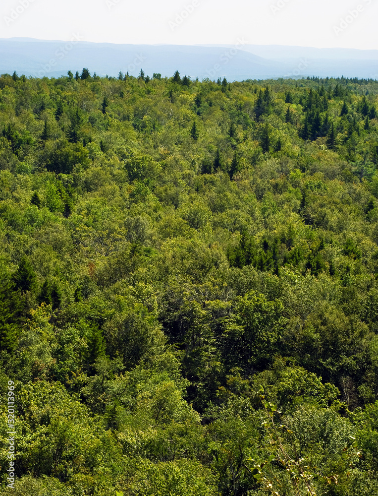 Dense Forest Dense Forest