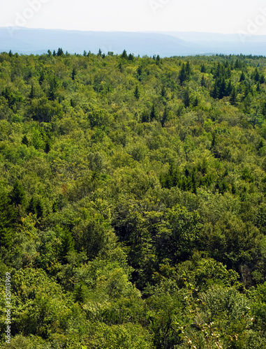 Dense Forest