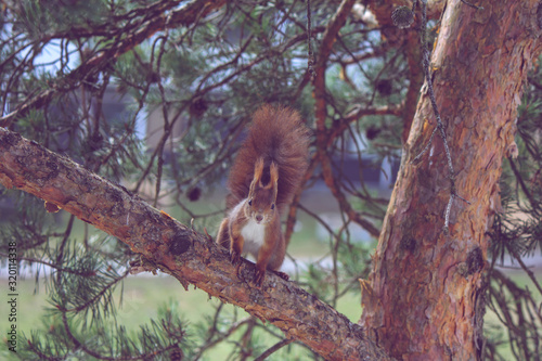 Squirrel on a branch © Maximilian