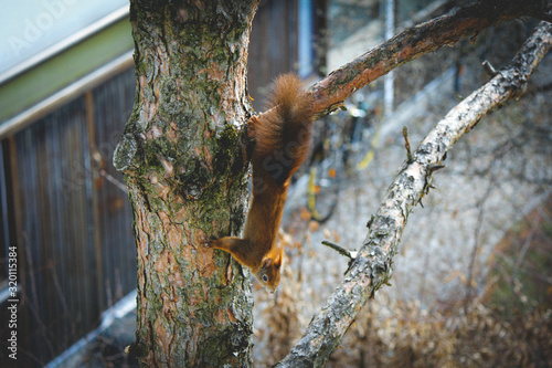 Squirrel on a tree © Maximilian