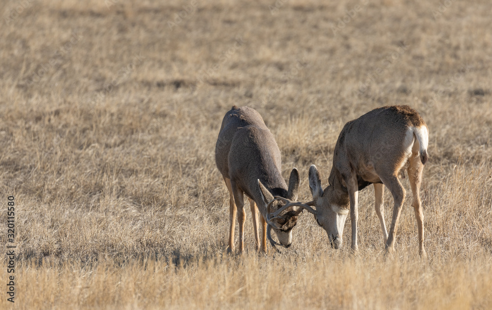 Mule Deer Bucks Fighting During the Fall Rut Mule Deer Bucks Fighting During the Fall Rut