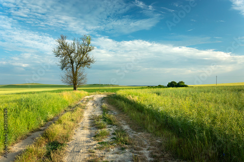 A dirt road through green fields, a lonely tree and clouds on a sky