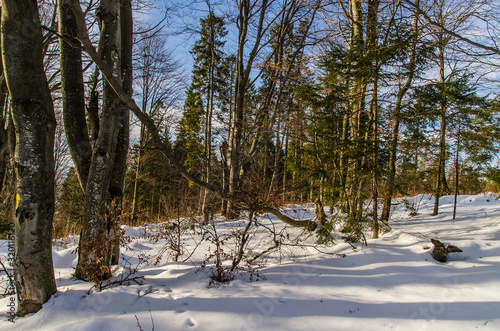 Fototapeta Naklejka Na Ścianę i Meble -  Las ośnieżony 