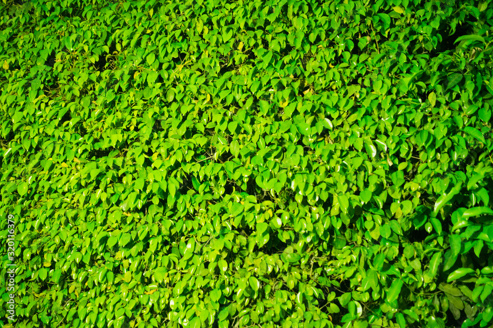 vertical landscaping in the office on a green wall vertical landscaping in the office on a green wall