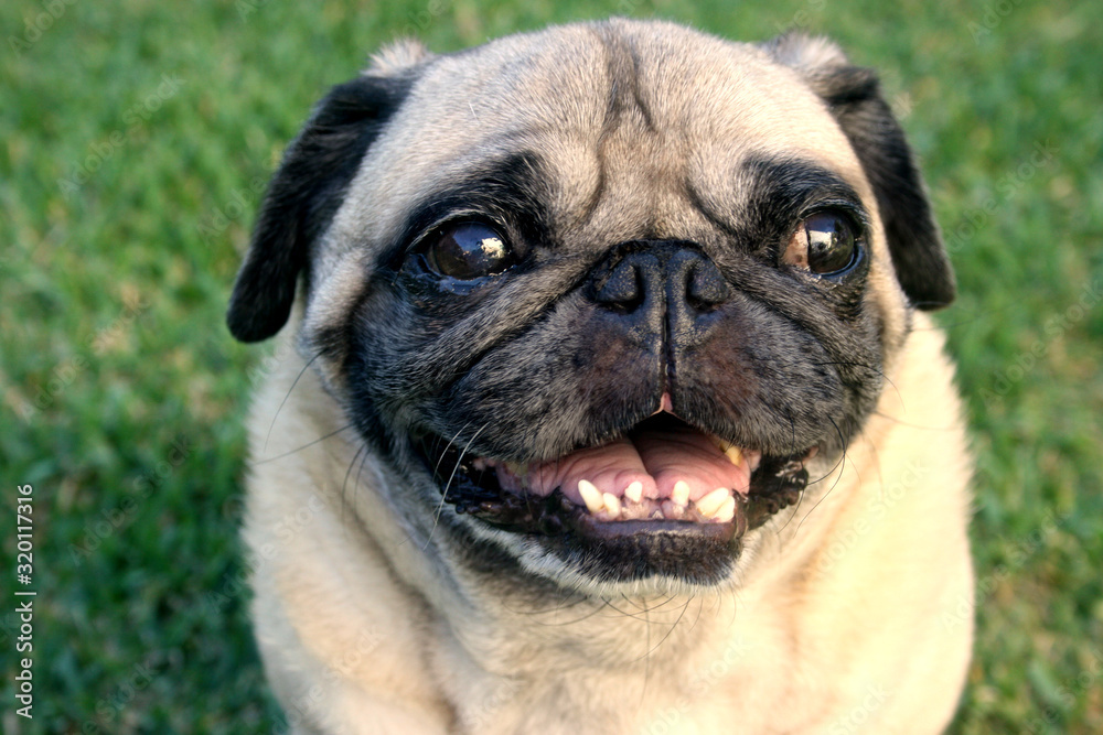smiling pug dog 