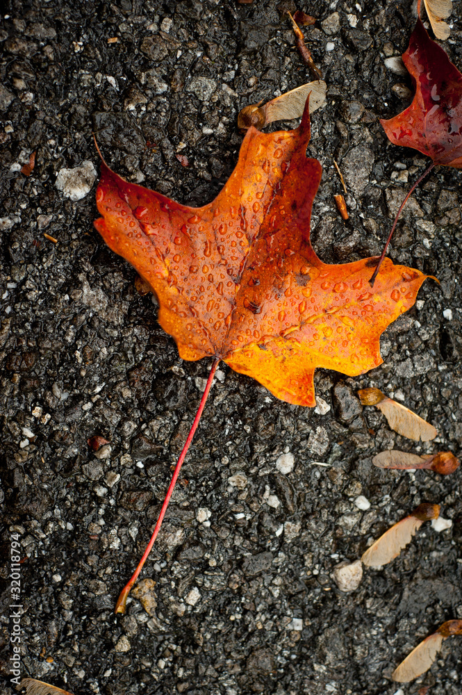 Autumn leaf on concrete