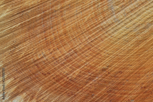 Recently cutted tree trunk. Texture of wood.