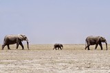 Elephants in Amboseli National Park - Kenya