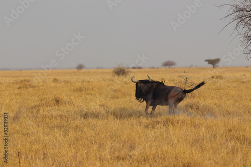 Wildebeest running in Nata in Botswana. Travelling during dry season on holiday.