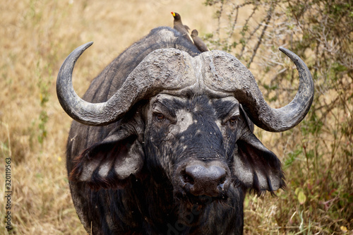 Buffalo in Serengeti national Park - Tanzania
