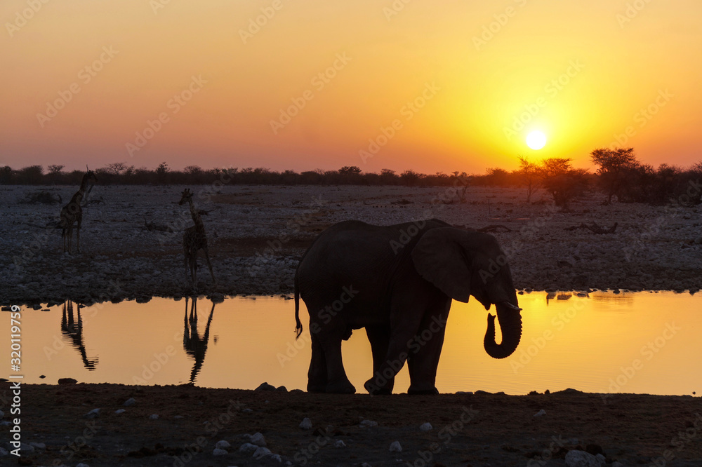 Elephant Sunset in Etosha National Park - Namibia