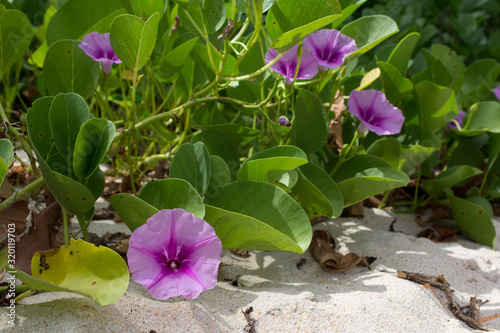 Detail of blooming wild purple flowers on beach.  ipomoea pes-caprae, Sweet or beach morning glory, beau vallon, Seychelles. photo