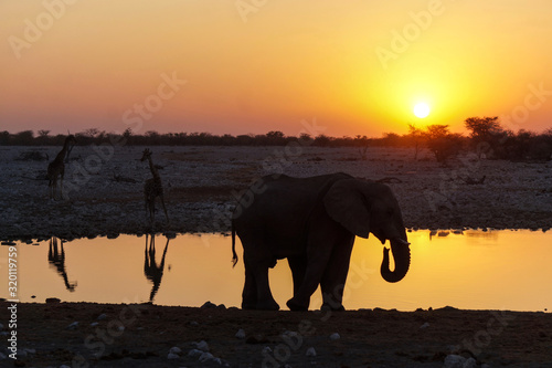 Elephant Sunset in Etosha National Park - Namibia photo