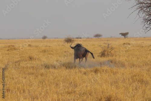 Wildebeest running in Nata in Botswana. Travelling during dry season on holiday.