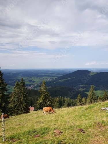  dark brown milk cows in the Bavarian Alps