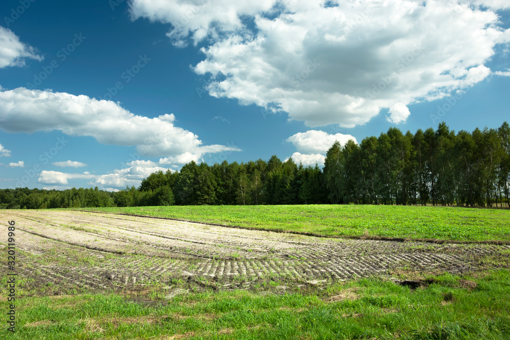 Sown field, forest and white clouds on the blue sky