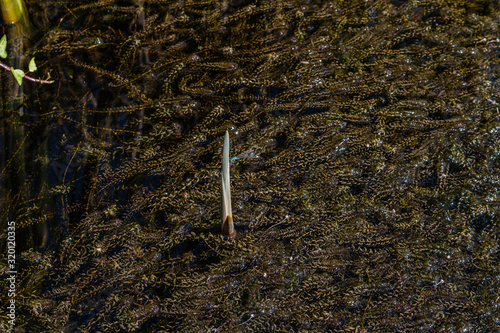 A close-up macro shoot of an tiny colorful bright dragonfly on a Pond naturally overgrown with plants, under the surface you can see a water snail #1 photo