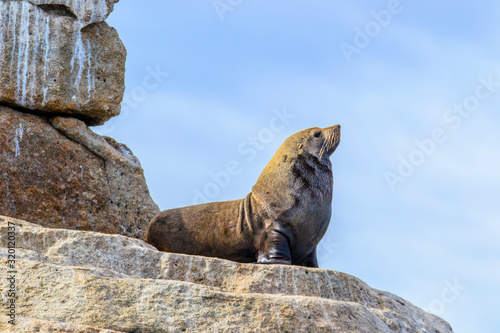 Tasman Peninsula, Tasmania, Australia: New Zealand Fur Seal (Arctocephalus forsteri) on the rock formation Hippolyte photo