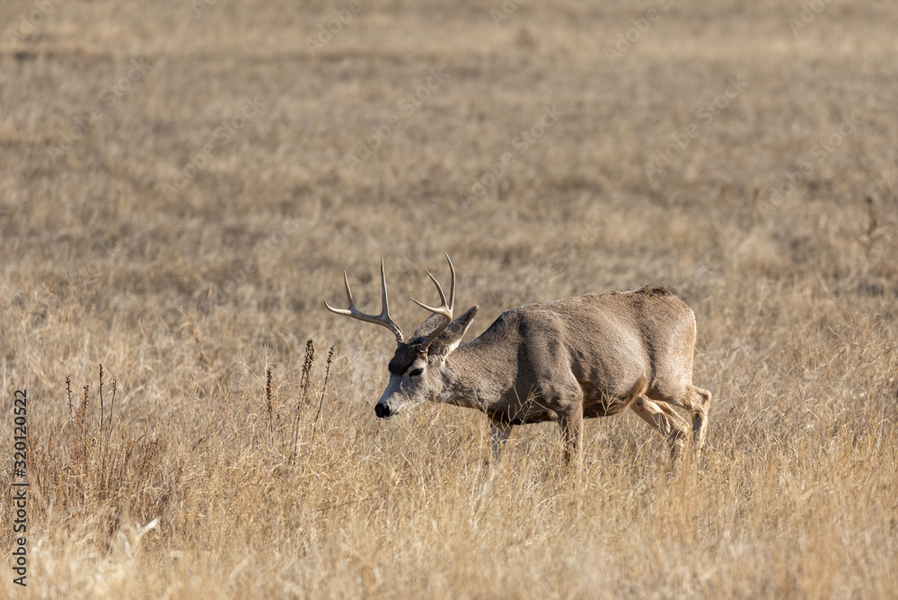 Mule Deer Buck in Colorado in Fall Mule Deer Buck in Colorado in Fall