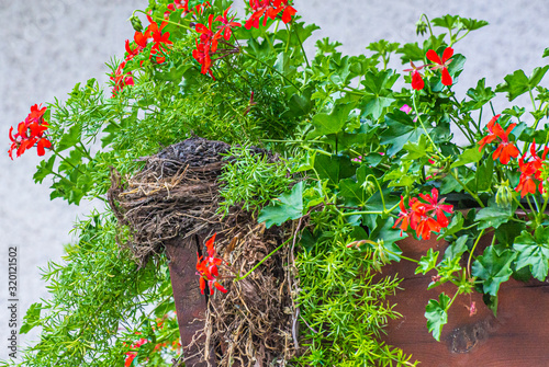 blackbird (Tardus merula), blackbird nest in a flowers box with geranium plants photo