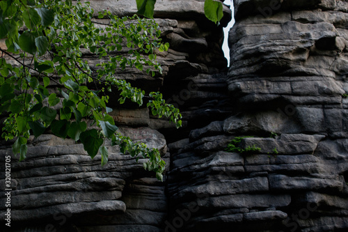 Rock with a tree branch in the foreground
