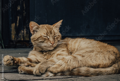 red cat lies with closed eyes