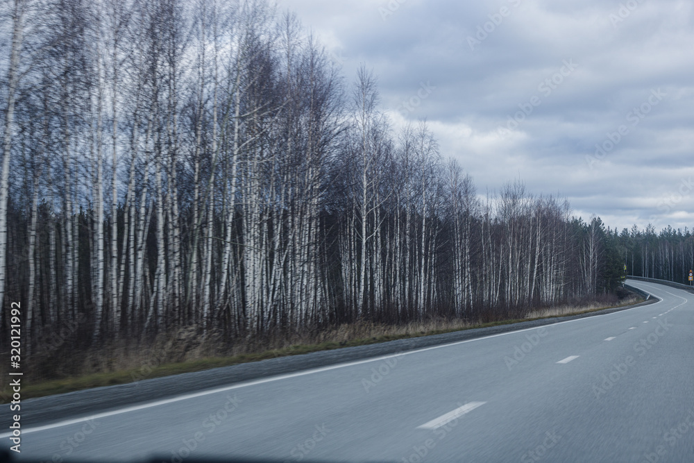 Naklejka premium road trip at dusk among birch grove