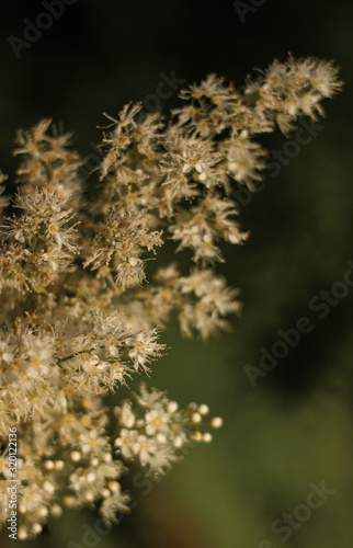 white fluffy flower with dewdrops