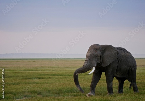 Elephant in Amboseli National Park - Kenia photo