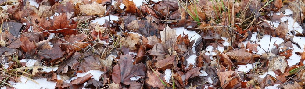 yellow-orange dry leaves on the ground in the snow