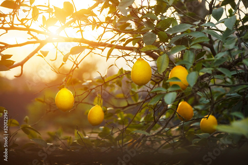 Lemons. Ripe Lemons hanging on tree. Growing Lemon photo