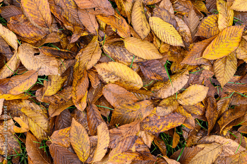 Dry birch leaves on the ground. Autumn background, fall texture. Autumn time Dry birch leaves on the ground. Autumn background, fall texture. Autumn time