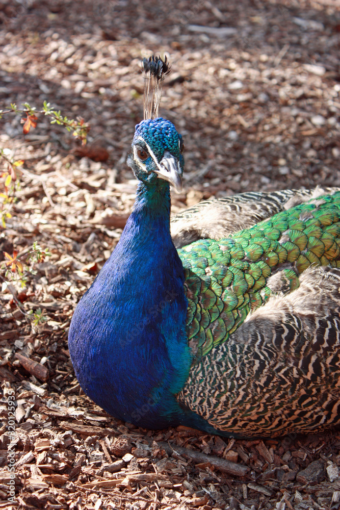 Beautiful colourful peacock sitting at park Beautiful colourful peacock sitting at park
