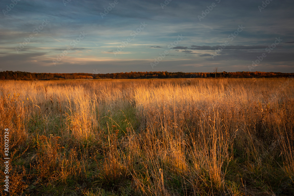 Wild dry grass illuminated by sunset, evening colorful clouds on sky, autumn view