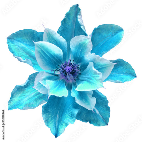 Flower head blue clematis isolated on white background. Perfectly retouched, full depth of field on the photo. Floral pattern, object. Flat lay, top view