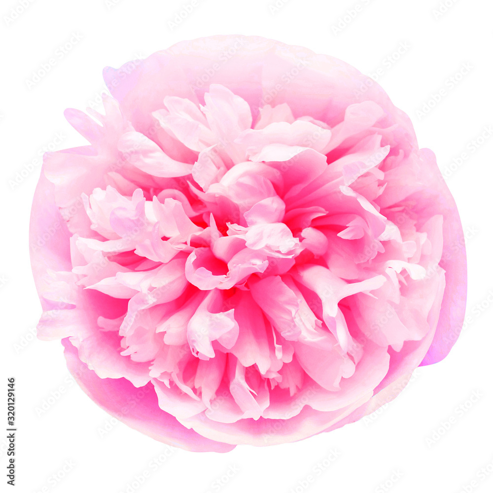 Peony pink head flower isolated on white background. Floral pattern, object. Flat lay, top view Peony pink head flower isolated on white background. Floral pattern, object. Flat lay, top view
