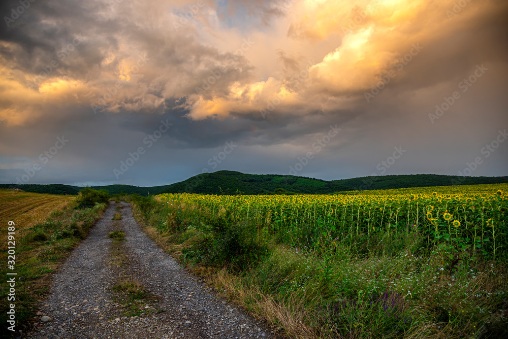 Fototapeta premium Storm summer clouds in the sunflowers field