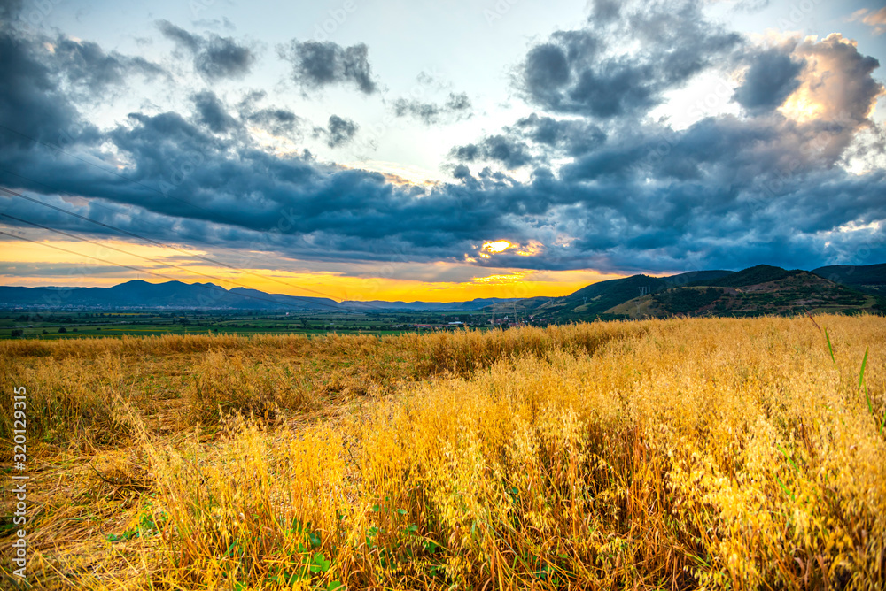 Storm summer clouds in the sunflowers field