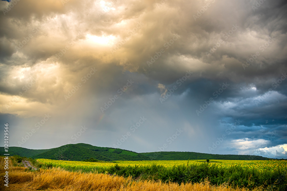 Storm summer clouds in the sunflowers field Storm summer clouds in the sunflowers field