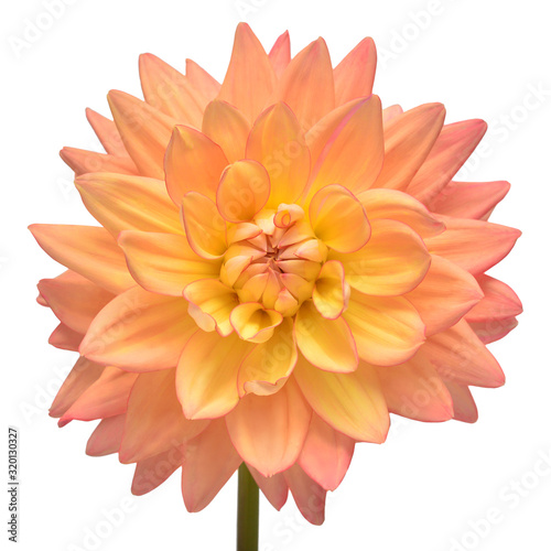 Dahlia flower head pink isolated on white background. Spring time, garden. Flat lay, top view © Flower Studio