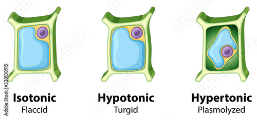 Diagram showing plant cell on isolated background