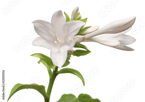 Blooming hosta isolated on a white background. Beautiful bouquet flower. Spring time, summer. Easter holidays. Garden decoration, landscaping. Floral floristic arrangement