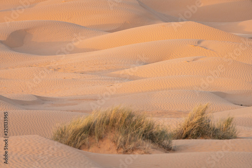 sand dunes in the desert