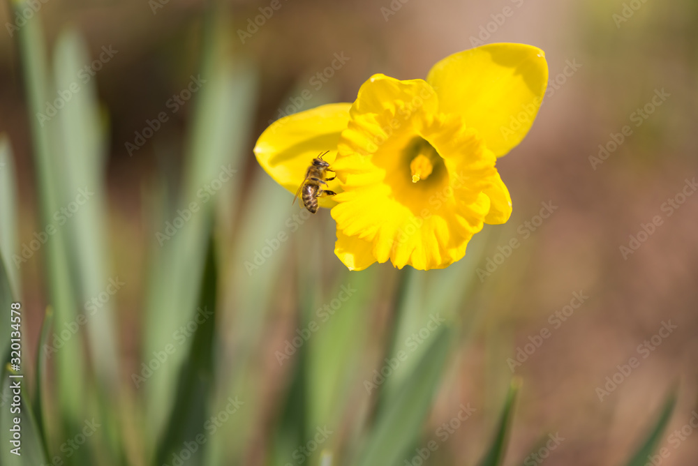 Beautiful daffodils in spring against a tender background. bee collects honey. Narcissus pseudonarcissus Beautiful daffodils in spring against a tender background. bee collects honey. Narcissus pseudonarcissus
