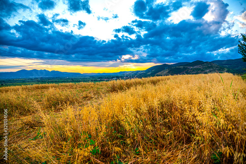 Amazing sunflowers field landscape