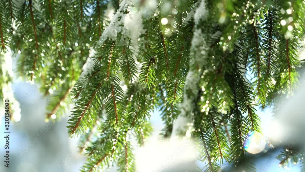 Branches of a spruce tree covered with snow in winter moving in the wind