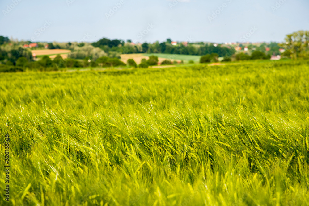 Green Spring Grains, Close Up Of Green Wheat Green Spring Grains, Close Up Of Green Wheat