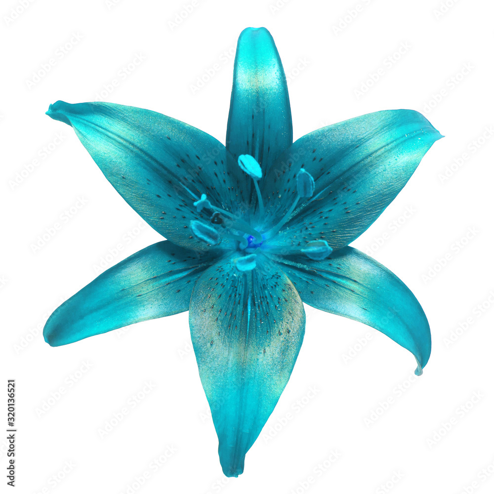 Lily blue isolated on a white background. Flower head. Spring time - obrazy, fototapety, plakaty 