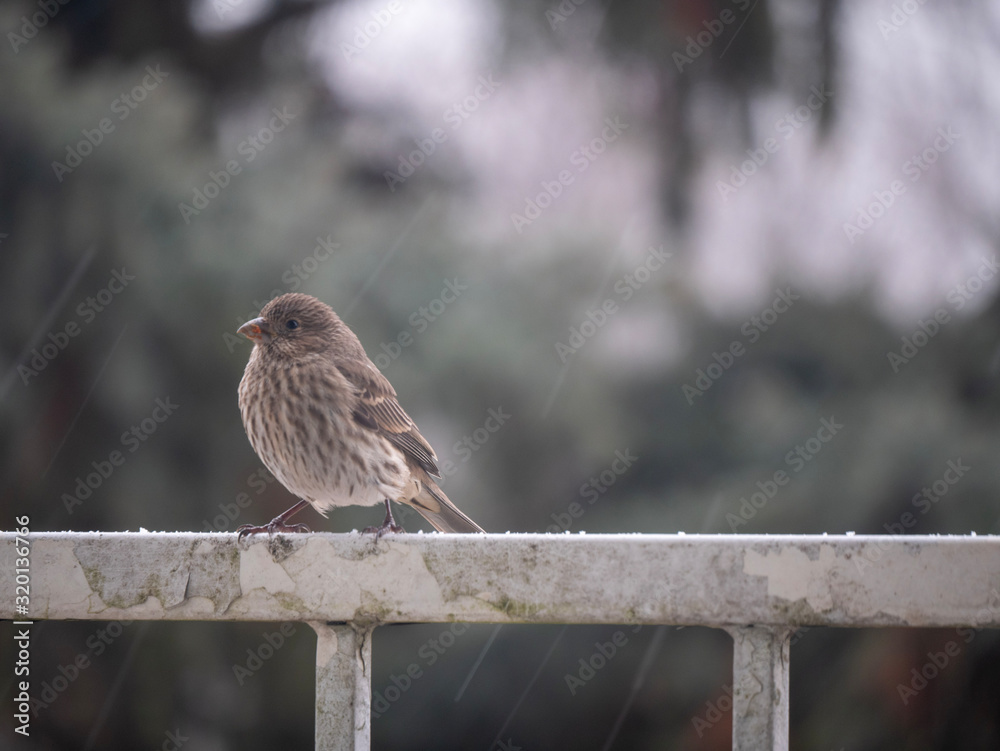 Fototapeta premium Finch female bird on rustic porch/balcony railing